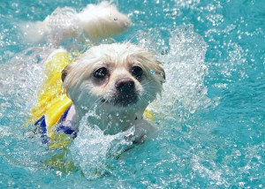 Cute-dogs-happily-swimming-in-the-pool-01