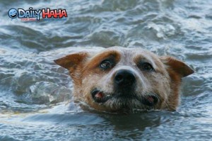 swimming_dog_struggling