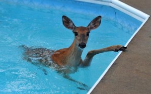 theres_animals_in_the_swimming_pool_640_06